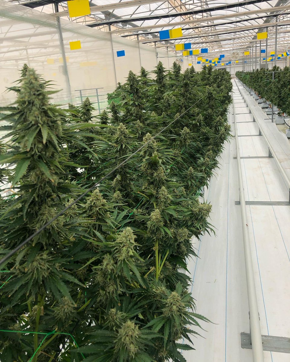 positronicsseed's tweet photo. En una granja medicinal europea🇪🇺
Encantados de poder colaborar💚
Positronics Seeds siempre luchando por un mundo mejor🌎🙌🏽
#regulacioncannabis #granja #europa #cannabismedicinal #seeds #positronics #flyhigh https://t.co/i9cq23YzEG