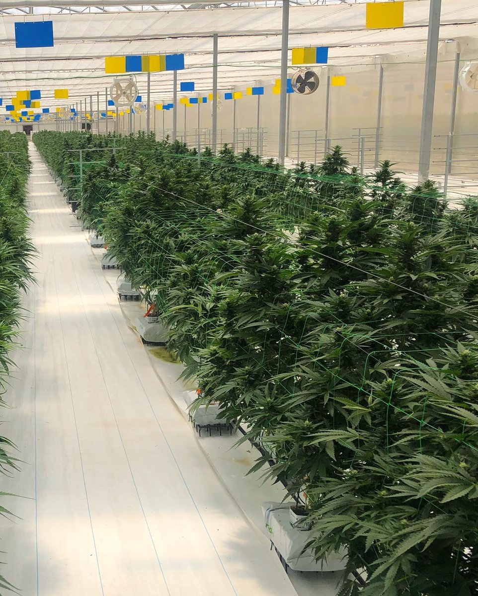 positronicsseed's tweet photo. En una granja medicinal europea🇪🇺
Encantados de poder colaborar💚
Positronics Seeds siempre luchando por un mundo mejor🌎🙌🏽
#regulacioncannabis #granja #europa #cannabismedicinal #seeds #positronics #flyhigh https://t.co/i9cq23YzEG