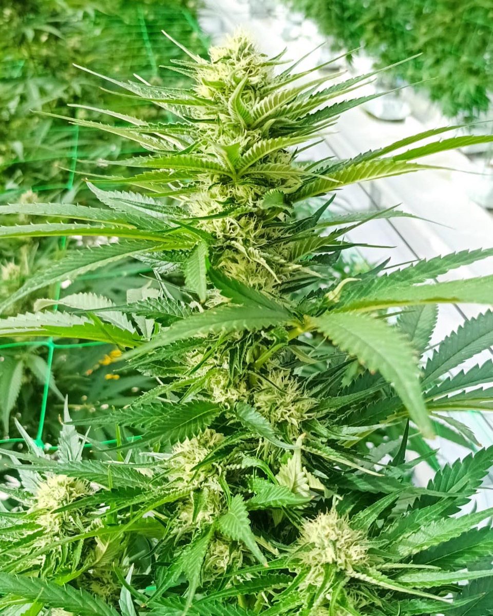 positronicsseed's tweet photo. En una granja medicinal europea🇪🇺
Encantados de poder colaborar💚
Positronics Seeds siempre luchando por un mundo mejor🌎🙌🏽
#regulacioncannabis #granja #europa #cannabismedicinal #seeds #positronics #flyhigh https://t.co/i9cq23YzEG