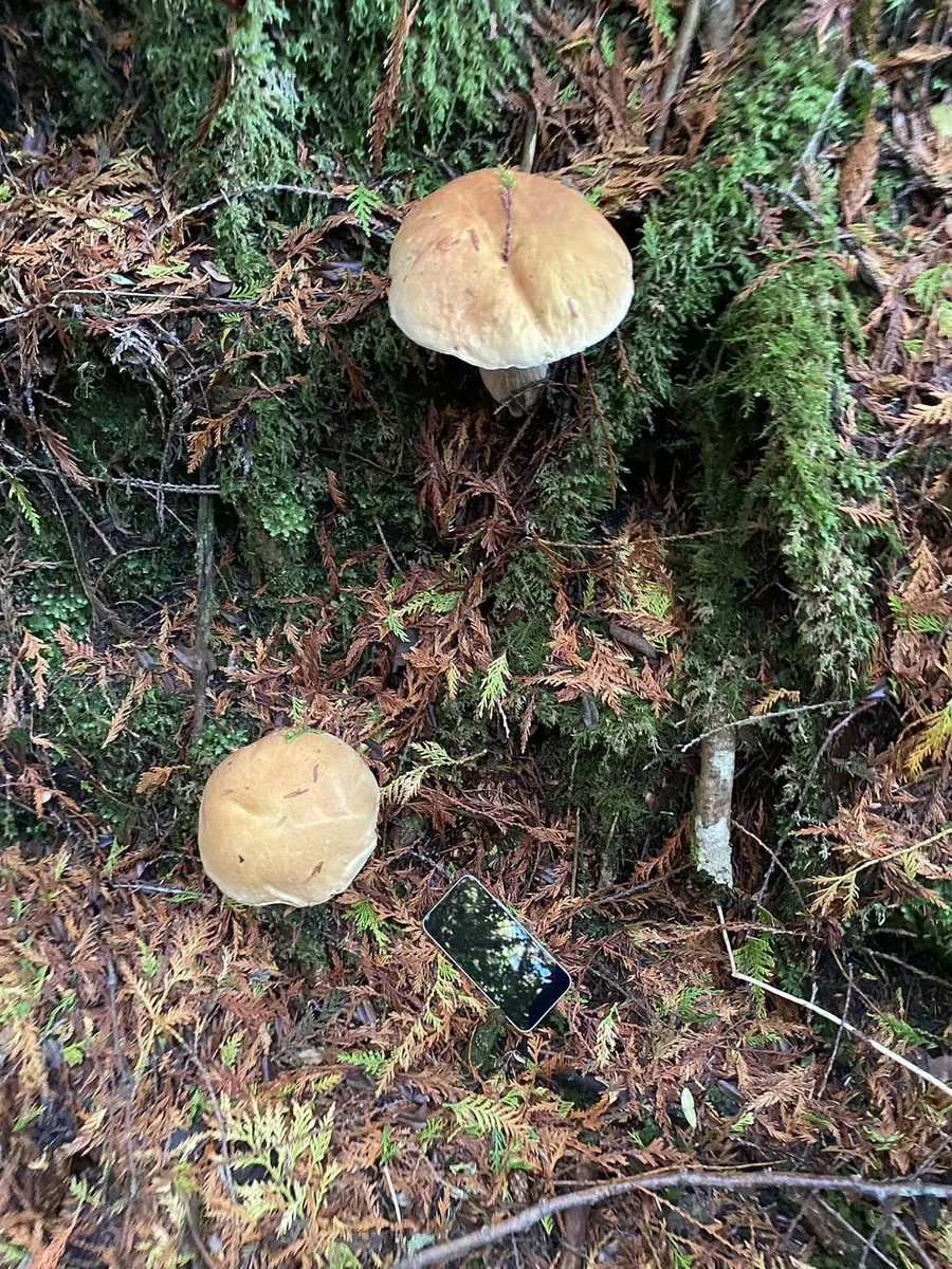 小娟牛 tweet media