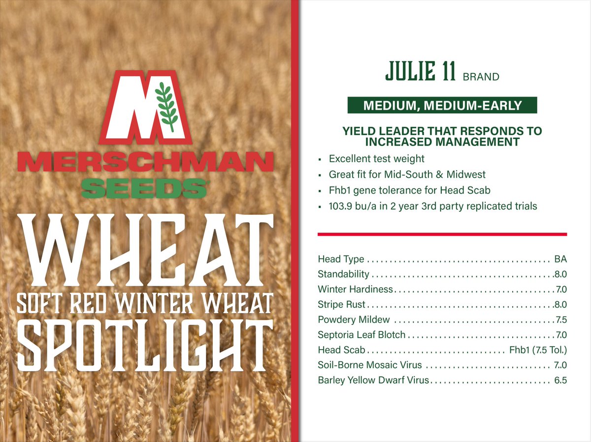 Wheat Spotlight: Julie 11 Brand
Julie 11 is one of the heaviest TW products on the market. Pair that with unbelievable yield potential, this product is a heavy hitter in the Merschman Wheat lineup.