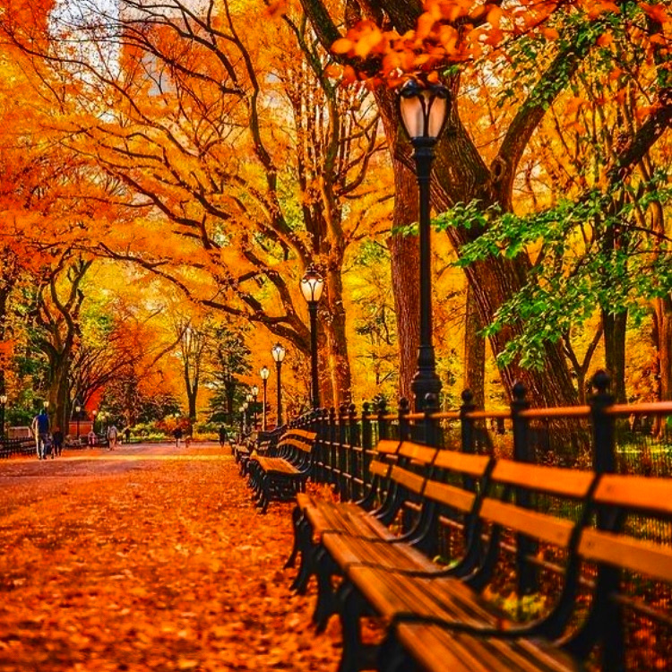 New playlist AUTUMN NOCTURNES: ROMANTIC MID-CENTURY JAZZ SELECTIONS, two hours of 50s/60s piano-centric jazz with a wistful fall/early winter vibe
Spotify: open.spotify.com/playlist/4K9n5…
Apple: music.apple.com/us/playlist/au…
YouTube: youtube.com/playlist?list=…