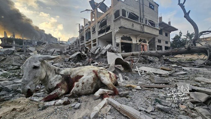 AlertesInfos's tweet photo. 🇵🇸 Gaza, aujourd'hui. https://t.co/4EOsYf1682