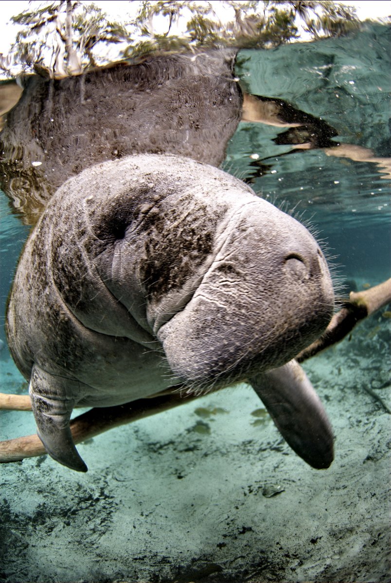 We’re conducting a status review on the West Indian manatee and need your input! Learn more & provide feedback here: fws.gov/press-release/…