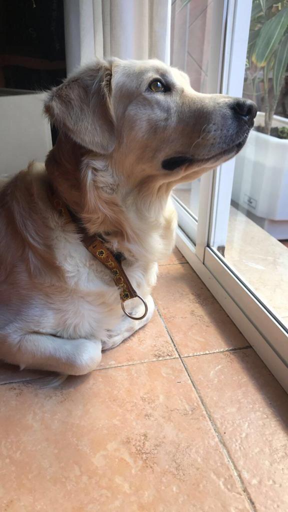 Town_Investor's tweet photo. Os propongo un pequeño reto 🐭🐶
Sabéis que también me gusta hacer cosas que no tengan relación con las inversiones.
Os reto a comentar este tweet con una foto de vuestras mascotas y haciendo RT para que tenga la mayor difusión posible
Empiezo yo: https://t.co/z5s0z1D4Zl