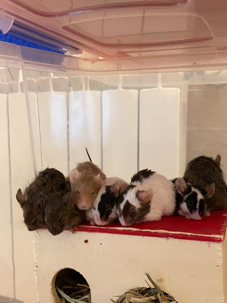 Town_Investor's tweet photo. Os propongo un pequeño reto 🐭🐶
Sabéis que también me gusta hacer cosas que no tengan relación con las inversiones.
Os reto a comentar este tweet con una foto de vuestras mascotas y haciendo RT para que tenga la mayor difusión posible
Empiezo yo: https://t.co/z5s0z1D4Zl