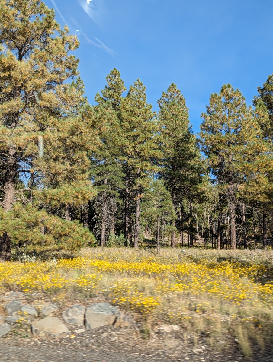 Remember to take time to notice the beauty while taking a road trip. If you're tucked in your phone, you never know what your missing.

#Travel #Roadtrip #visitarizona #flagstaff