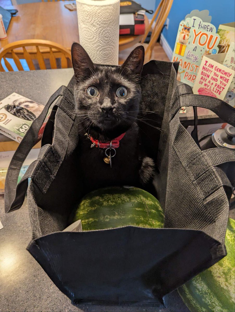 Jeff_T_Cat's tweet photo. Holy shit, check out this giant green egg! Are you hatching a giant green meatbird for me, ma?! 🍗 #CatsOfX #CatsOnTwitter #Cat #BlackCat #KittyTwitter #kitty #cats #meow https://t.co/Rq5fDL0xqC
