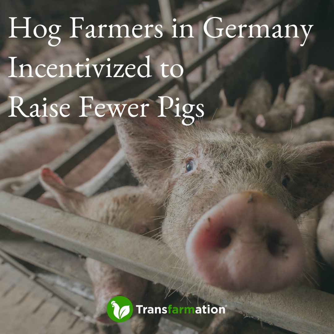 German farmers in Lower Saxony will receive funding to transition away from hog farming as #Germany seeks to diversify its agricultural sector and become more sustainable. #PlantBased #Plants  #EuropeanFarmers