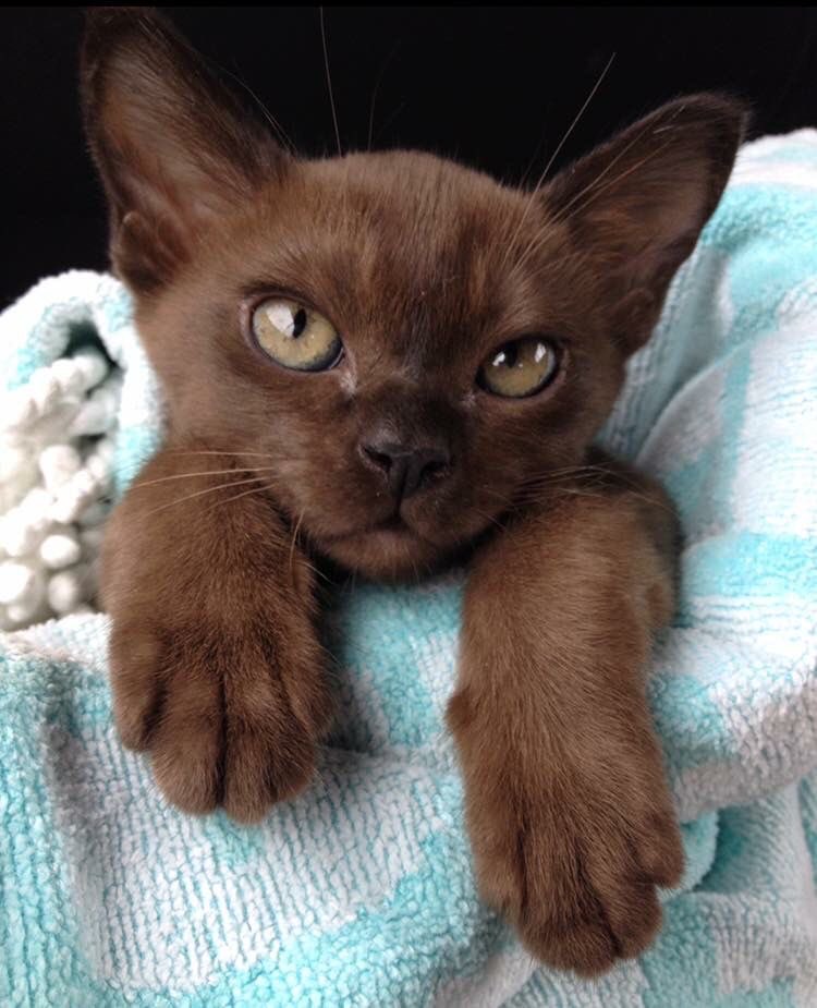 hauteblood's tweet photo. i want a brown cat https://t.co/hp39TOnaEM