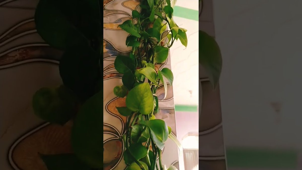 AllForGardening's tweet image. #moneyplant# #flowergarden #ytshorts #gardening #garden ...
 
allforgardening.com/639955/moneypl…
 
#GardeningTrends