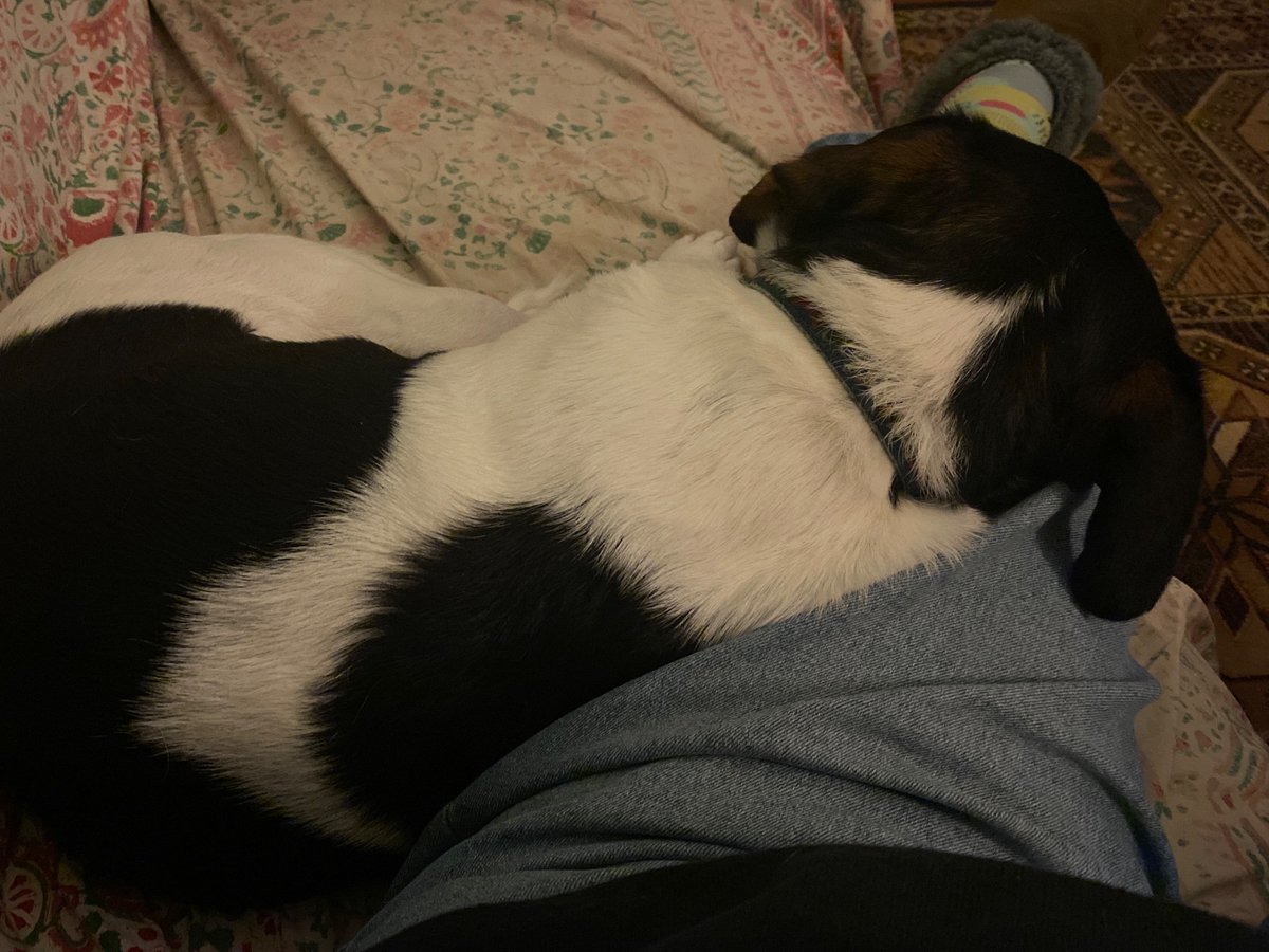 Caccabus's tweet photo. He likes an evening snuggle on the sofa! #doglet https://t.co/R0TESTuNnr