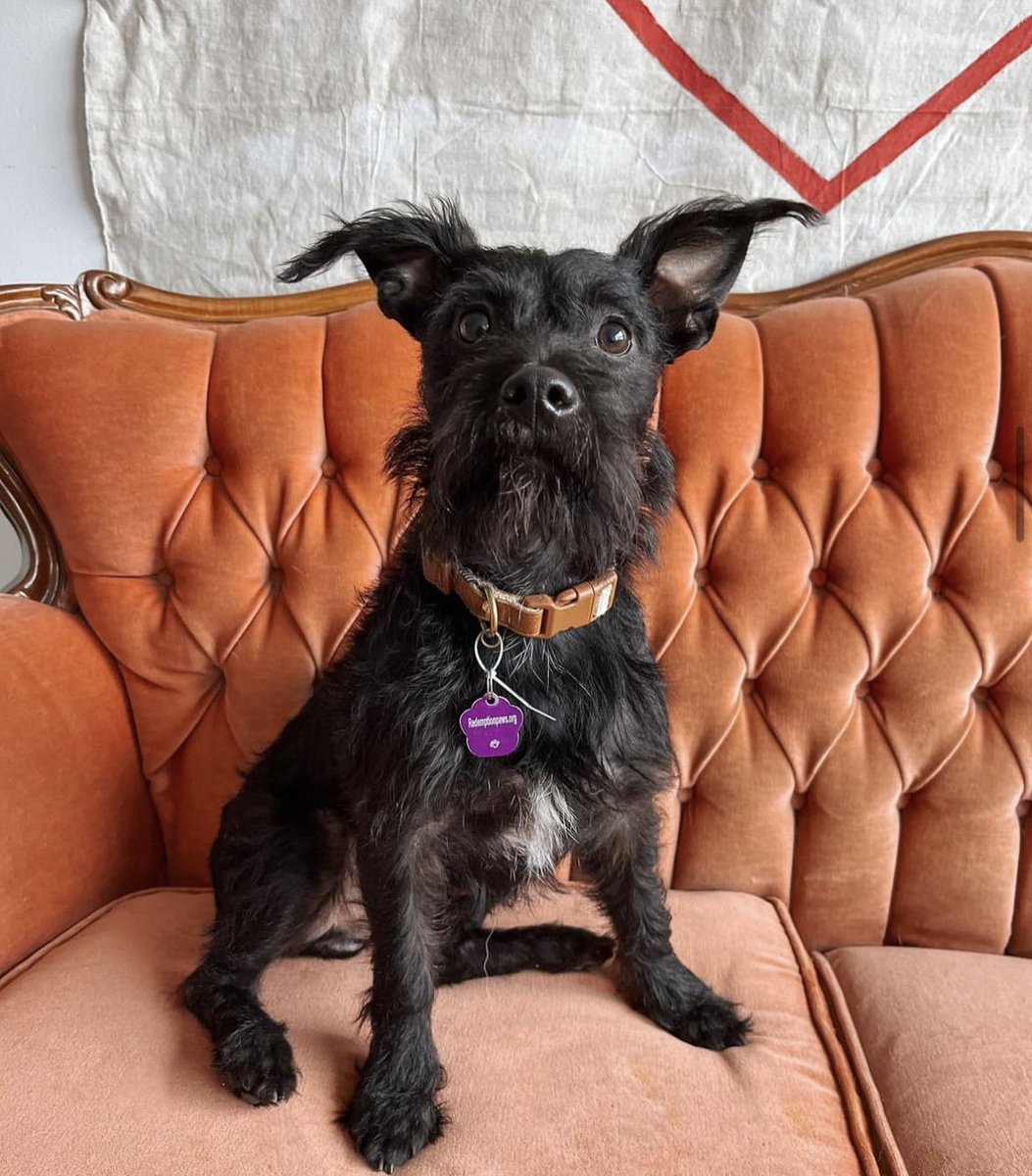 Nicole Simone (@nicolesimone) on Twitter photo Today is prime day and the rescue I founded <a href="/RedemptionPaws/">RedemptionPaws</a> could really use some supplies for the dozens of dogs in their foster care! Just takes one click to feed a pup
amzn.to/3TxonEB Today is prime day and the rescue I founded <a href="/RedemptionPaws/">RedemptionPaws</a> could really use some supplies for the dozens of dogs in their foster care! Just takes one click to feed a pup
amzn.to/3TxonEB