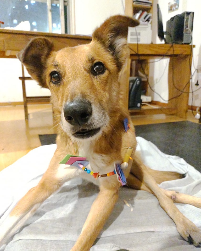 Piru luciendo su 🎁 collar que le hizo 
Dara !!!

Aprovechamos a pedir colaboración para el...

☑️ Cuenta bancaria, alias discas.cordoba.arg a 
nombre de Sabrina Quiñones

☑️ Pañales G o XG

☑️ Comida Urany 

Por cualquier consulta, comunicarse con Gaby 351 
343-2160 📱

GRACIAS