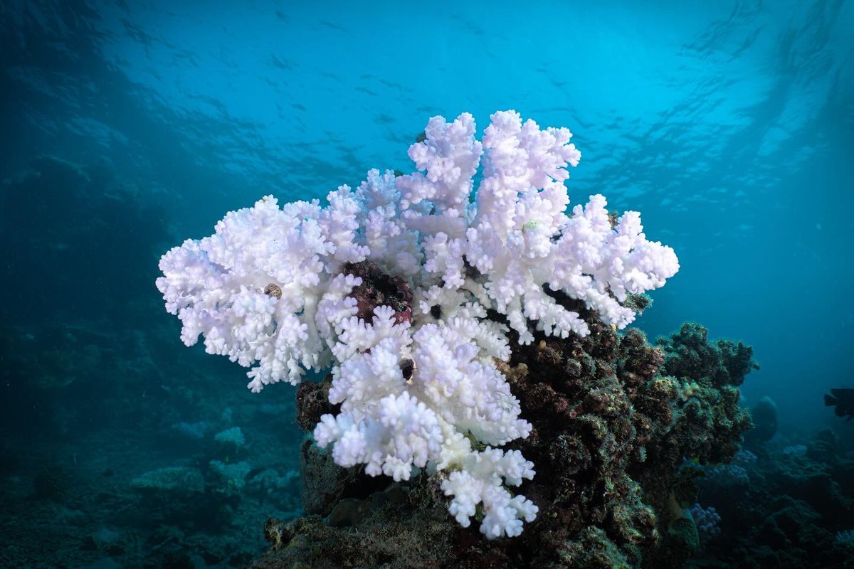 Matteo Monti, PhD tweet media