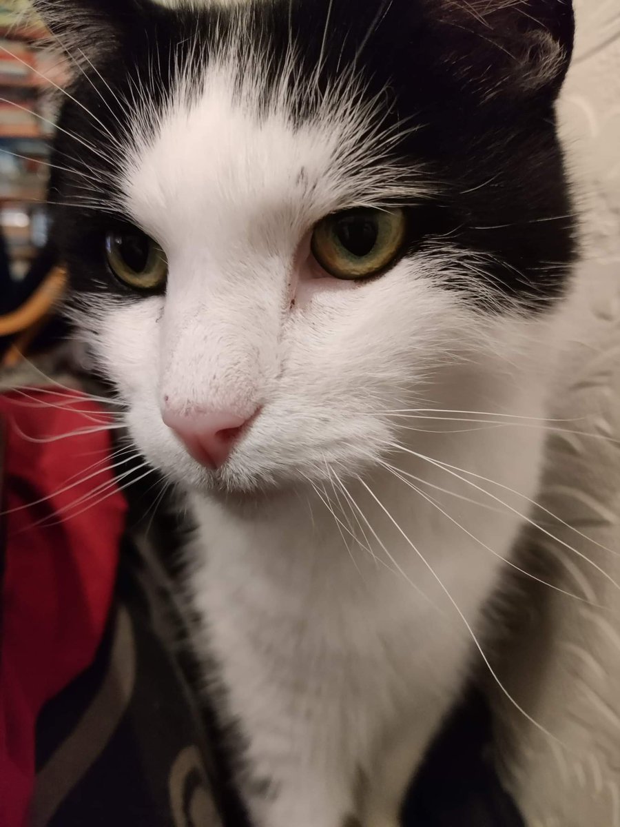 stephbriggsuk's tweet photo. @QueenMab87 Although I don't have specific pictures of the event, this little (ok, large! 6kg) man, aged 15, supervised me baking bread about 20 minutes ago, by sitting behind me on my kitchen chair. #catassistant https://t.co/NJTeWvIA71
