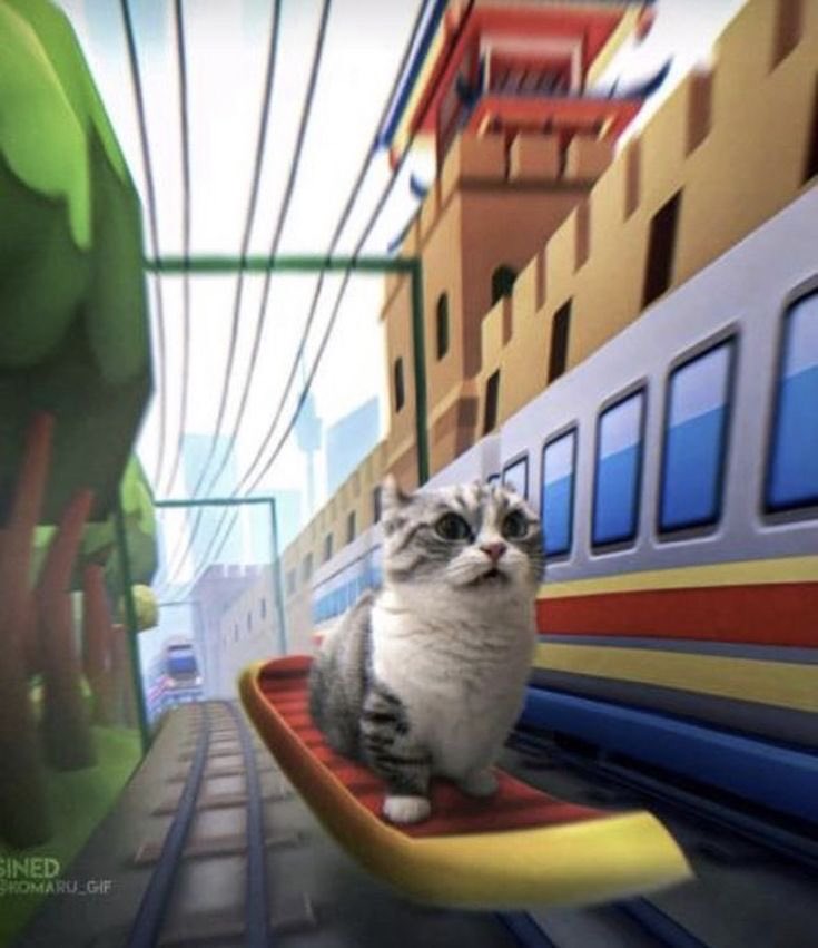 cats that will heal your mental state (@catsmental) on Twitter photo 