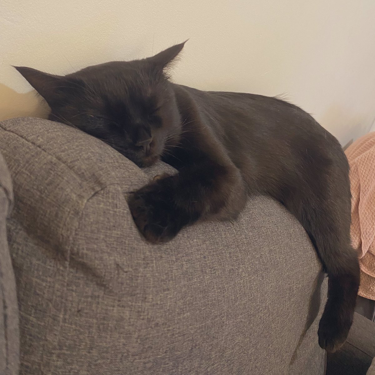 GridzillaTV's tweet image. She’s as relaxed as can be 😍

#cat #adorable #streamer