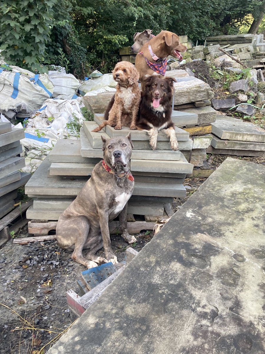 Above96th's tweet photo. So, there’s a dog walker/whisperer who I often see in Central Park. He loves to arrange his dogs for photographs. Somehow they are cool with it! 😎😎😎 https://t.co/V0x1UajfV1