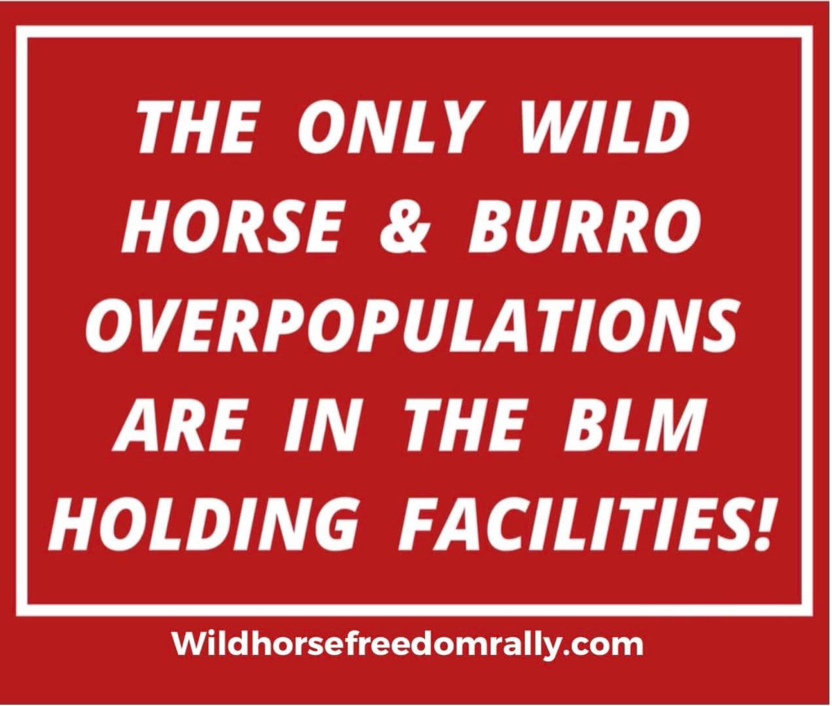 Colleen31211085's tweet image. @SecDebHaaland stop wild horse roundups! Your job is to protect America’s wild life and public lands not your rancher friends. Be a leader not just a figurehead and #savewildhorses