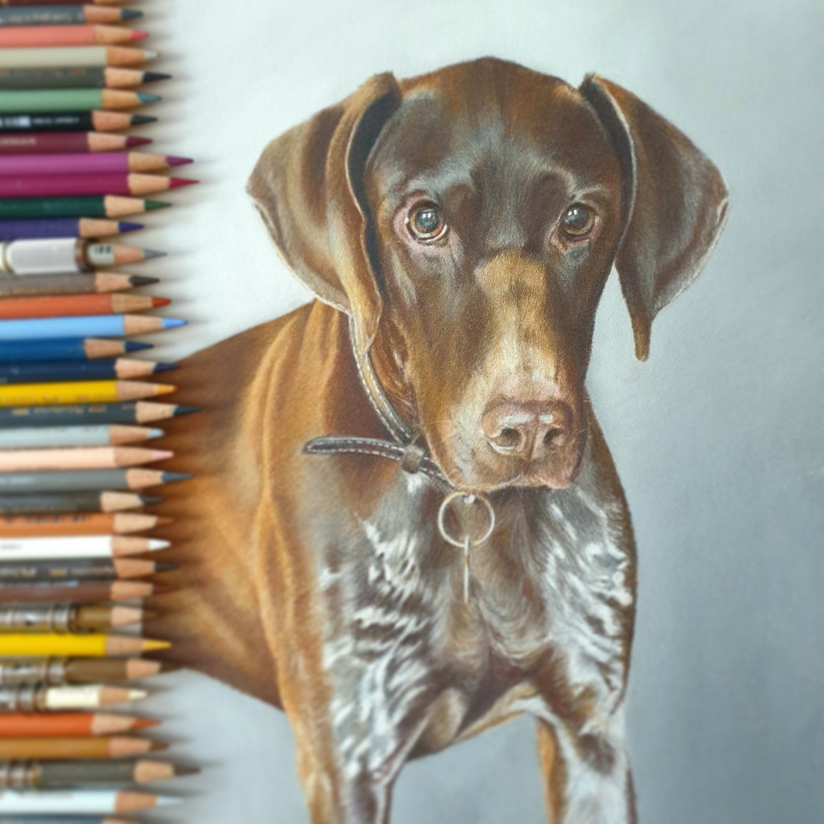 Meet Maggie the German Short Haired Pointer.
#germanshorthairedpointer #germanshorthaireddrawing #petportraiture #petdrawing #petart #colouredpencildrawing #colouredpencilart #dogdrawing #dogportrait #photorealism #clairefontaine #pastelmat #fabercastell #fabercastellpolychromos