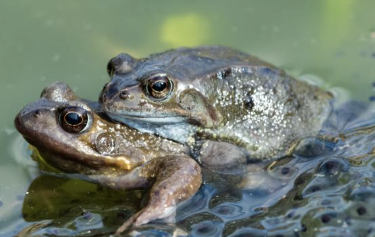 pubity's tweet photo. Study finds that female frogs fake their own death to avoid unwanted male attention https://t.co/bISLwtAB02