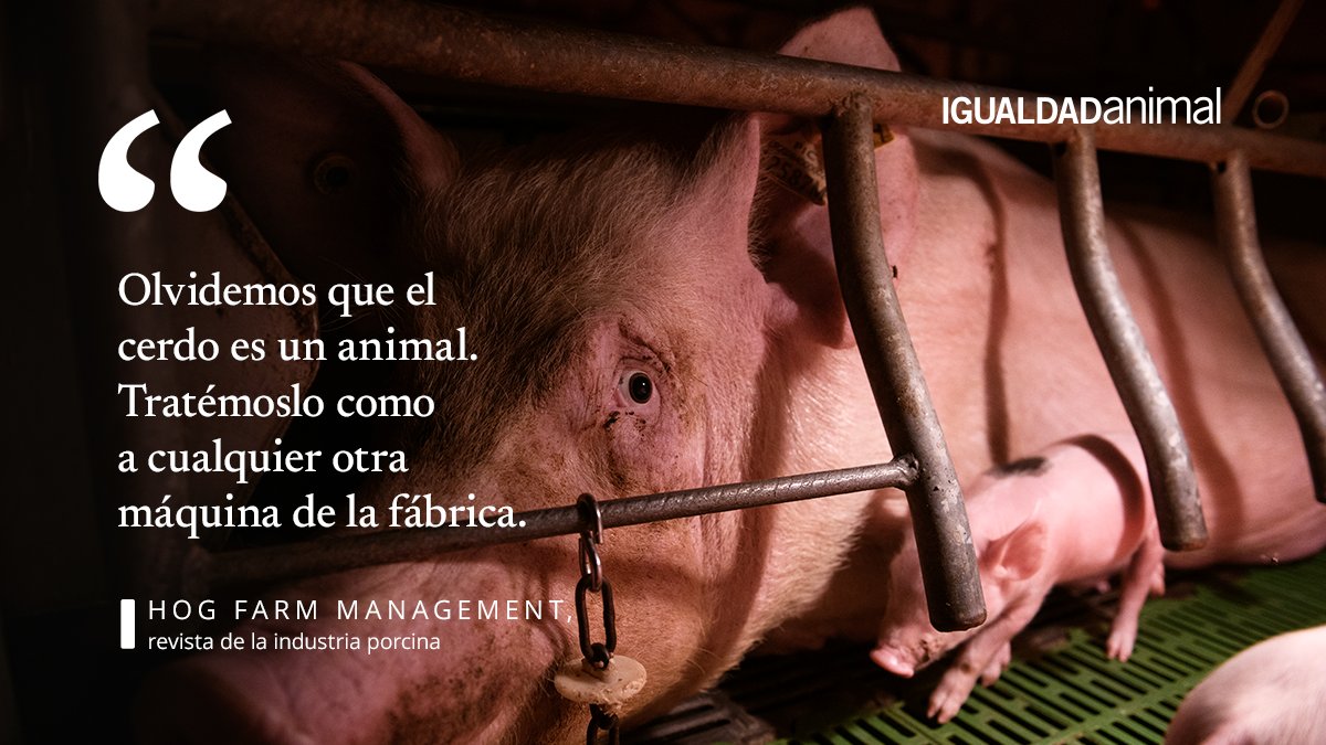 Igualdad Animal tweet media