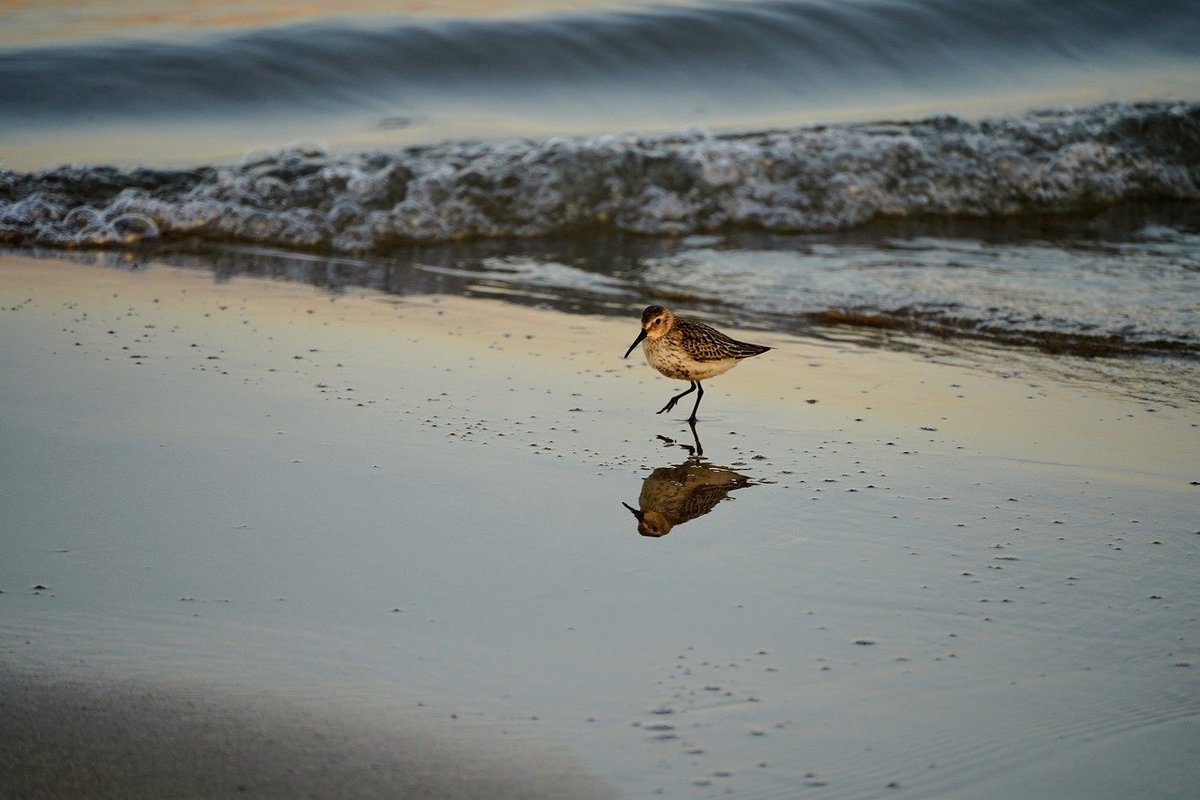 laplumedeTilda's tweet photo. @AMicronouvelles Silence, la vague
Échouée suspend le temps
Miroir éphémère
#haiku #microMN #Micronouvelles https://t.co/QTQTY4aLb9