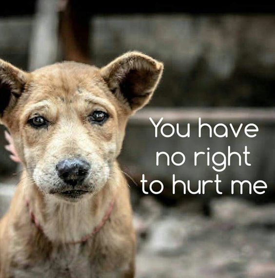 ShadowDogDesign's tweet photo. You have no right to hurt me.
#Dogs #Dog #YouHaveNoRight #BeKid #BestFriend #AdoptDontShop #GoodDog #DogsAreLove https://t.co/H16cHc8n7B