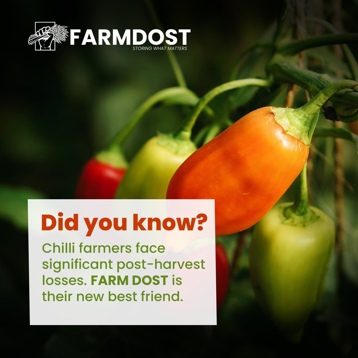 farm_dost's tweet photo. Chilli farmers, take note! 🌶️ Post-harvest losses? #FarmDost is here to help. Dive into our solution and watch your yields prosper like never before. Stay tuned for more. 🔥 #ChilliHarvest #AgricultureInnovation https://t.co/cKc4T1jKjQ