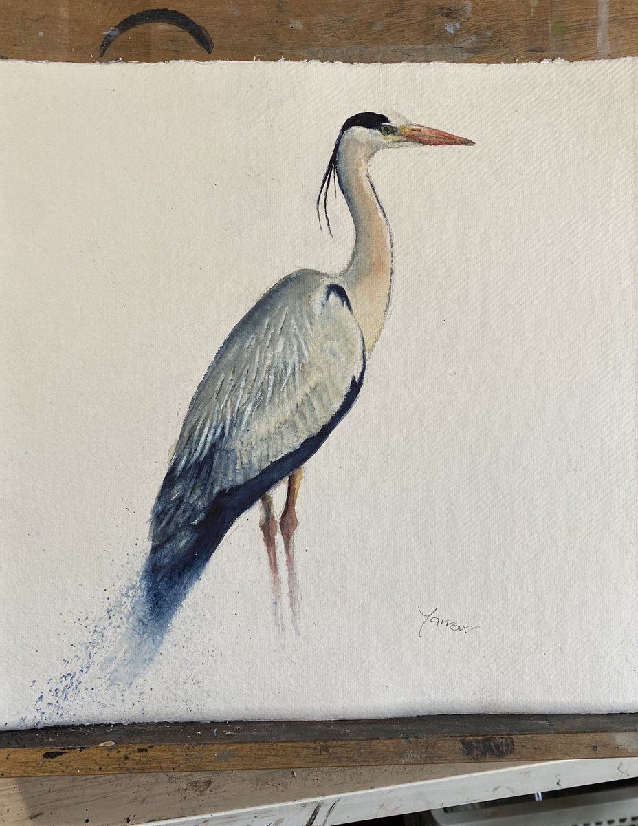 Well, the #birds are coming thick and fast just now grey #heron #watercolour #handmade #original #art #painting #nature #wildlife #MHHSBD #UKGiftHour #giftideas #shopscotland #shopindie #artforsale #HandmadeHour