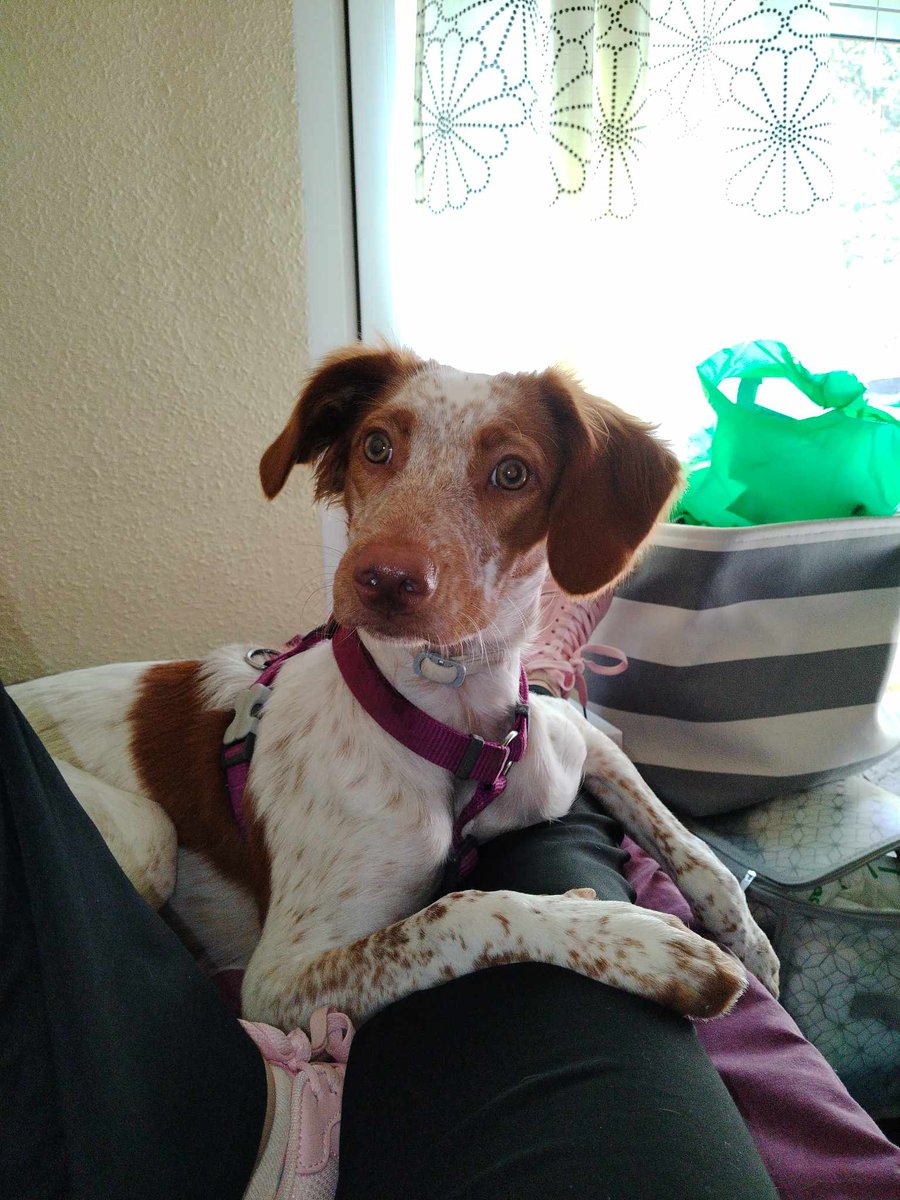 SilviaMylo's tweet image. A Zoe se la encontró su dueña con 4 meses, es una bretona preciosa y muy buena. Han pasado 5 meses, tiene 9. La dueña ha tenido una grave enfermedad y no la puede tener más 😢💔
Está en una casa, con una familia, no irá nada más que con una buena familia 
Madrid
626054055