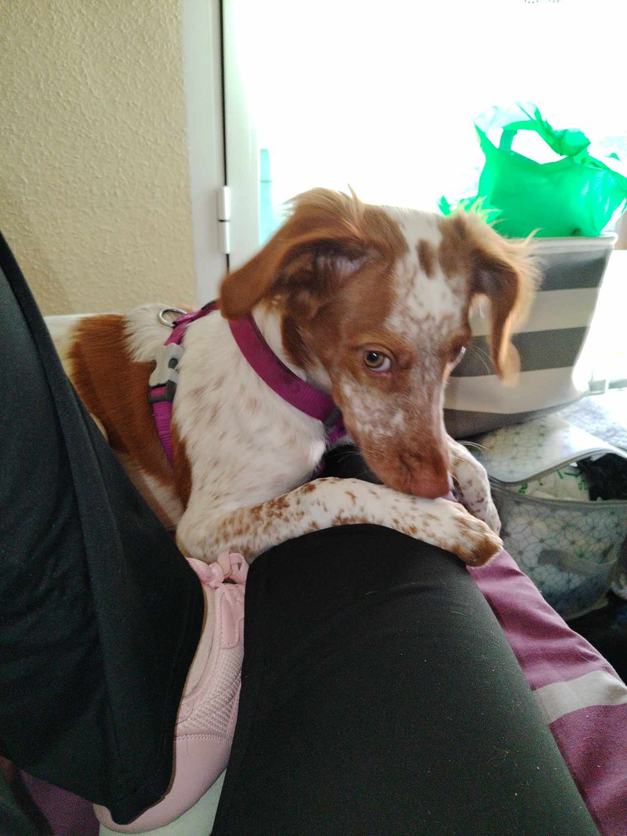 SilviaMylo's tweet image. A Zoe se la encontró su dueña con 4 meses, es una bretona preciosa y muy buena. Han pasado 5 meses, tiene 9. La dueña ha tenido una grave enfermedad y no la puede tener más 😢💔
Está en una casa, con una familia, no irá nada más que con una buena familia 
Madrid
626054055