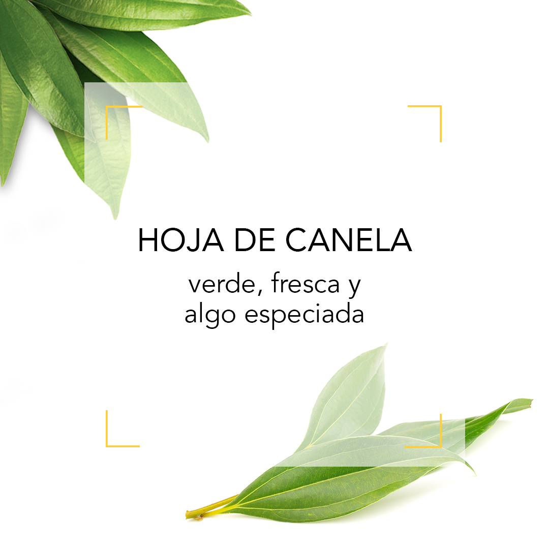 AcademiaPerfume's tweet photo. Es una hoja verde perenne de la que se obtiene el aceite esencial, es utilizado en perfumería para dar un toque especial y por su aroma ligeramente picante a menudo se utiliza en fragancias ambaradas ¿Sabías que se utiliza desde hace más de 4.000 años? #Hojasdecanela #Canela https://t.co/MTxnfOwMT6