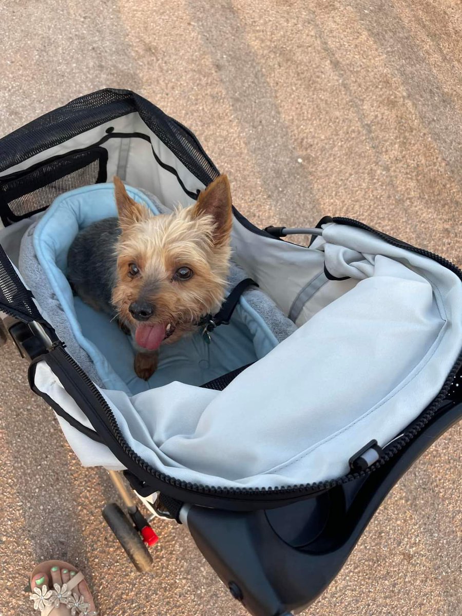 My boy buster who we lost last year, he was 13 🫶🏻