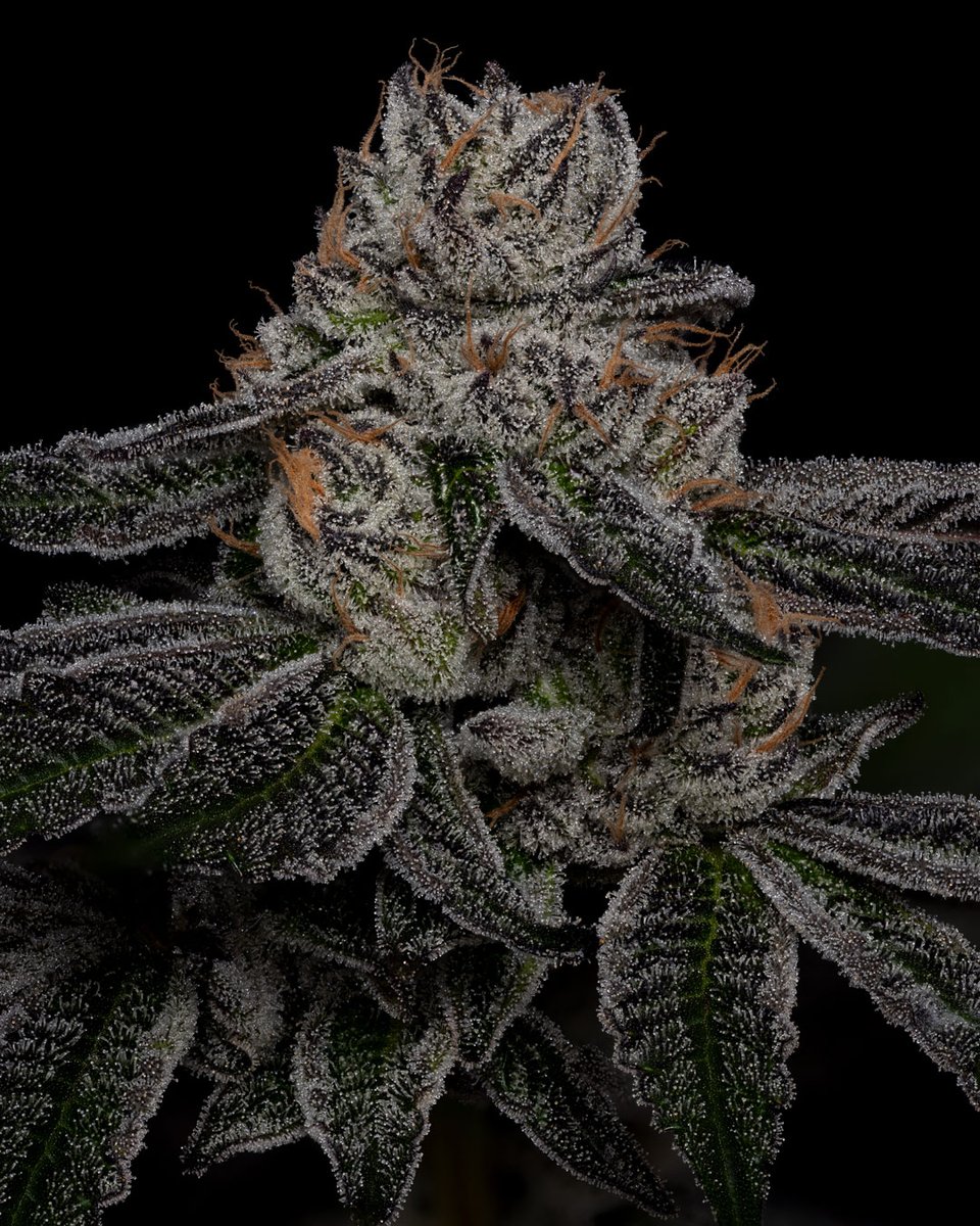 dcpremierfarms's tweet photo. Ice Cream Kush offers users a soothing and relaxing experience, making it an excellent choice for alleviating anxiety, insomnia, and chronic pain. Its balanced and euphoric high, combined with its delectable flavor, makes it a favorite! #weed #cannabis #oklahomacannabis https://t.co/MxTxDRhXhm