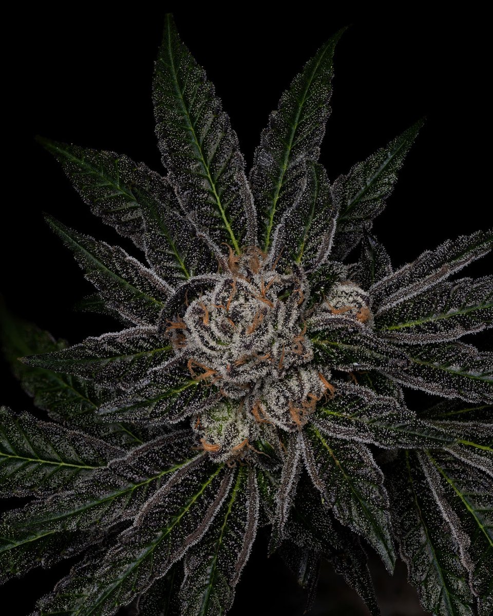dcpremierfarms's tweet photo. Ice Cream Kush offers users a soothing and relaxing experience, making it an excellent choice for alleviating anxiety, insomnia, and chronic pain. Its balanced and euphoric high, combined with its delectable flavor, makes it a favorite! #weed #cannabis #oklahomacannabis https://t.co/MxTxDRhXhm
