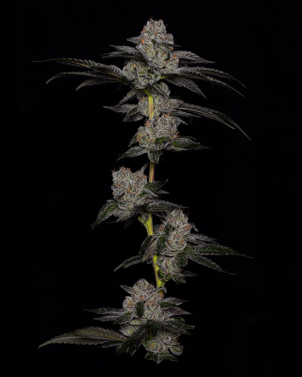 dcpremierfarms's tweet photo. Ice Cream Kush offers users a soothing and relaxing experience, making it an excellent choice for alleviating anxiety, insomnia, and chronic pain. Its balanced and euphoric high, combined with its delectable flavor, makes it a favorite! #weed #cannabis #oklahomacannabis https://t.co/MxTxDRhXhm
