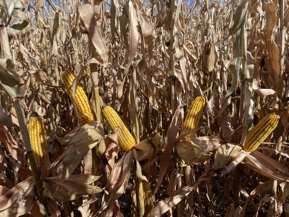 Casey C. tweet media