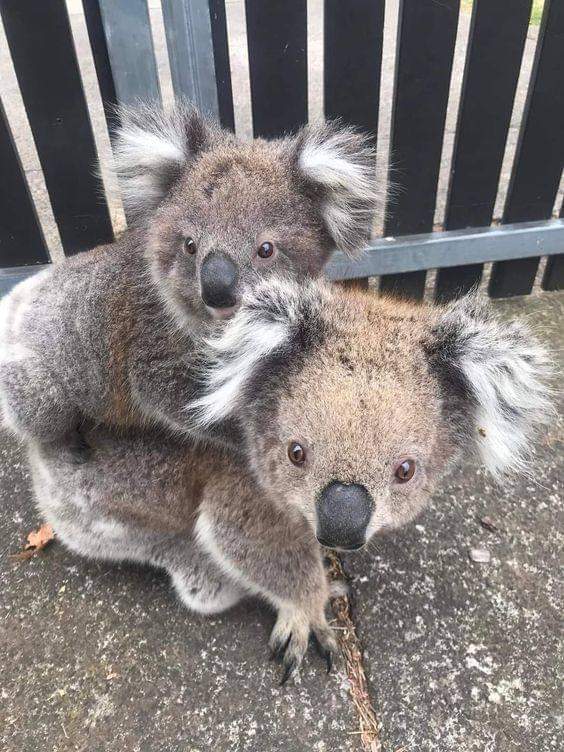 week's best photo! 🐨