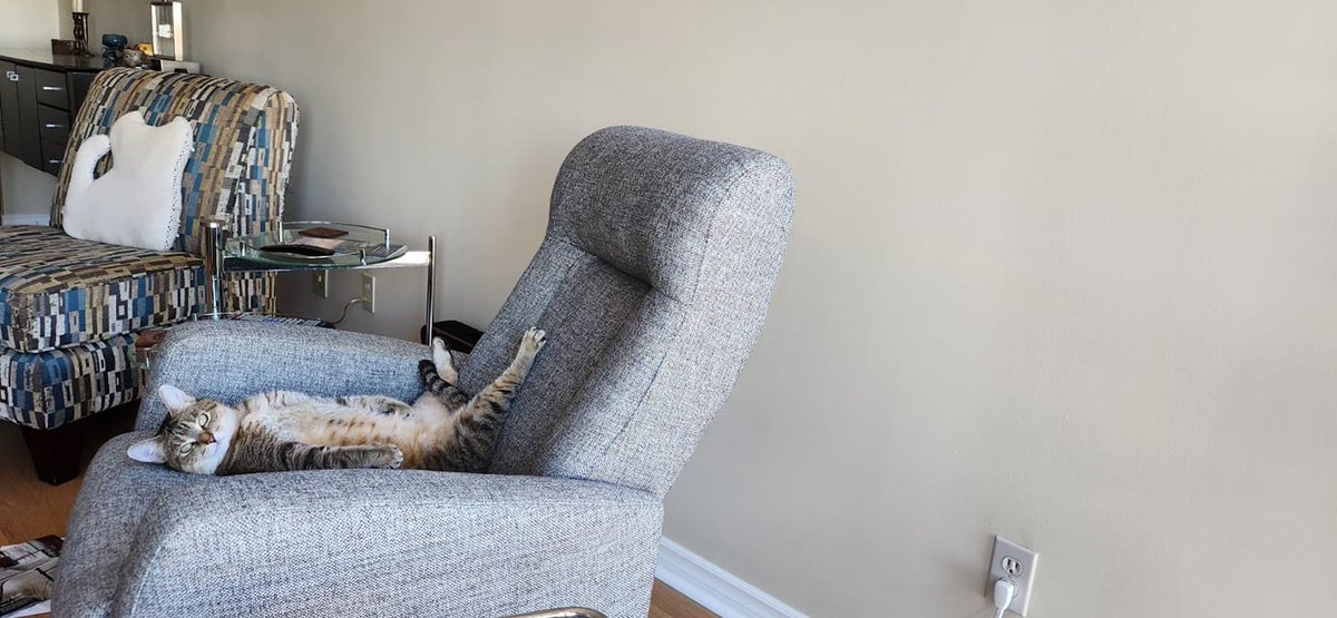 Willow wishes everyone a Happy Caturday!

#Caturday #catsoftwitter