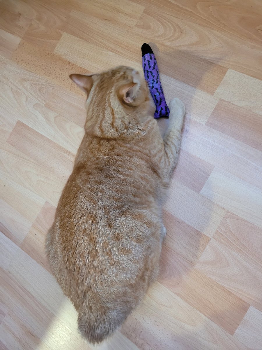 RiverSongCat's tweet photo. C'est la fête ! J'ai eu la sardine d'Halloween à la dreug 😻 de @ScrapMaceo https://t.co/tLfk6UrJUr