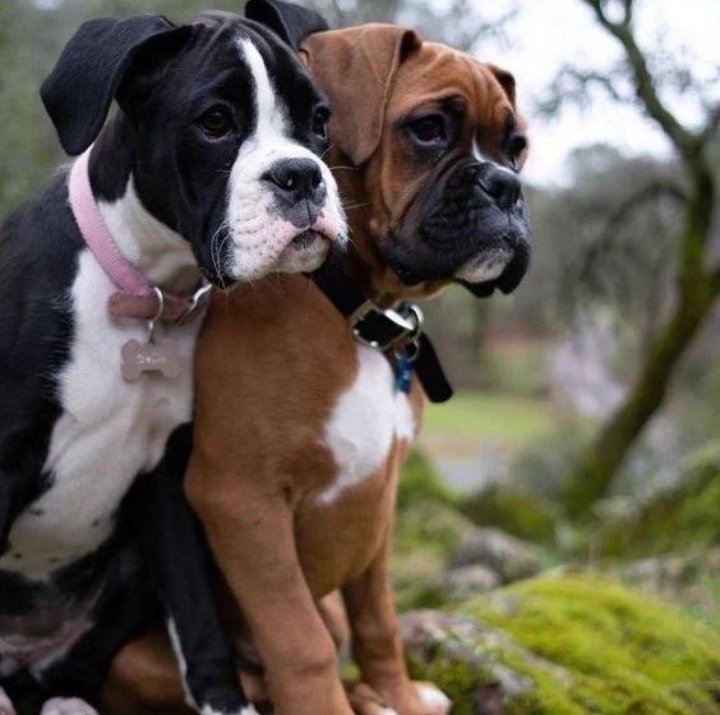 Parfect shoot 💛❤️

#boxer #boxerdog #boxerbriefs #boxerlovers #boxerpuppeis