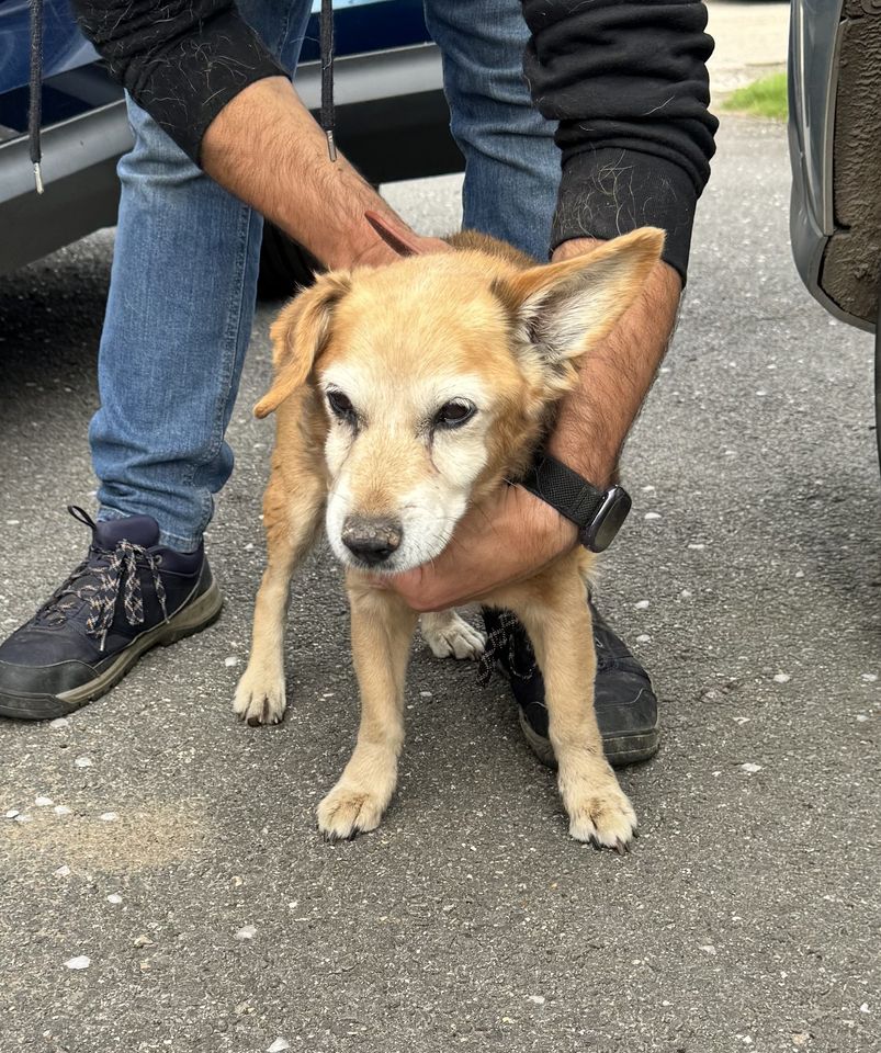 AdoptionsUk's tweet photo. Please share to HELP FIND THE OWNER OF THIS STRAY DOG FOUND #ESSEX #UK
#MoresLane area of #Bentley #Brentwood #CM14, Now with Wallace Kennels, the owner needs to contact them (01277821032) or Brentwood City Council.
Posted 4th October.
Proof of ownership will be required.
He/she could be missing from a different region.
DETAILS👇
https://t.co/cNjoActCDM
#dogs #pets #Loughton #Chelmsford #Epping