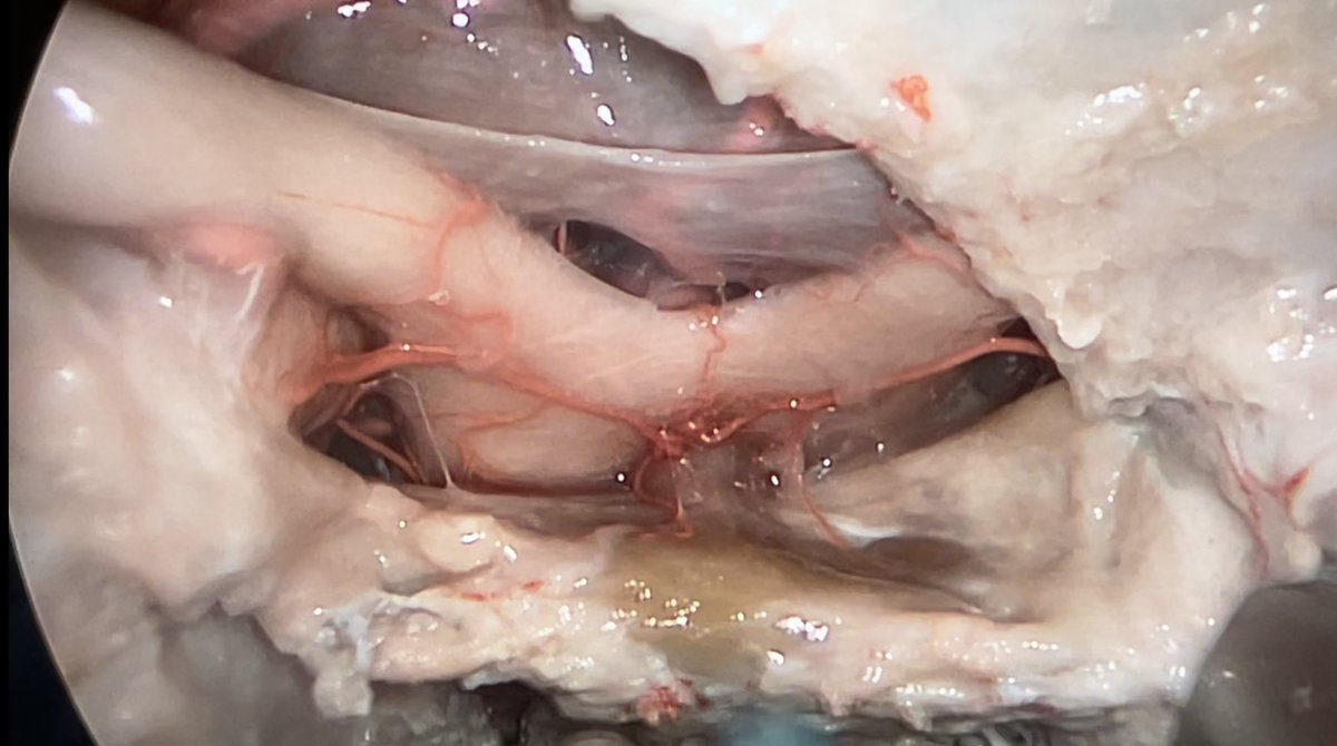 𝚂𝚒𝚖𝚘𝚗 𝙲𝚞𝚍𝚕𝚒𝚙 tweet media