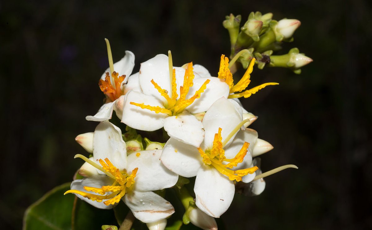New York Botanical Garden tweet media