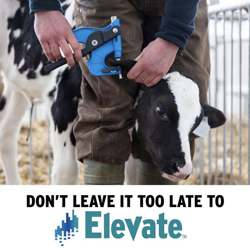 semexUK's tweet photo. As the Black &amp; White sale is fast approaching, don't leave it too late to test your lots through ELEVATE to reveal their full genomic potential. Contact your Local Semex representative for more. 
#geneticsforlife https://t.co/sGU8YZY5cv