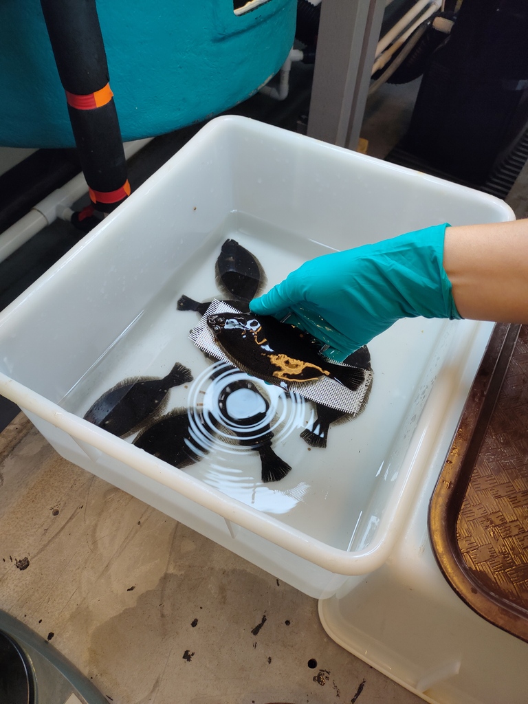 Hubbs-SeaWorld Research Institute tweet media