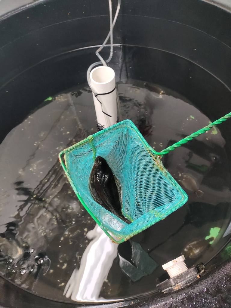 Hubbs-SeaWorld Research Institute tweet media