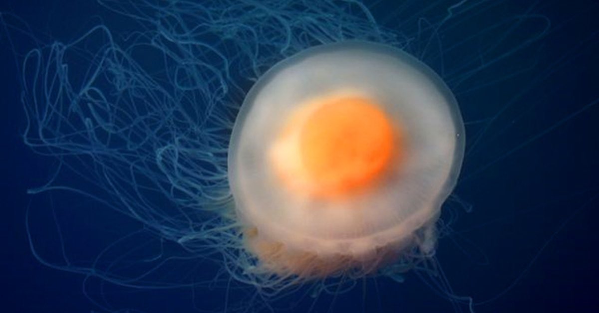 — jellyfish of the day 🪼⋆.ೃ࿔*:･ the fried egg or egg yolk jelly (phacellophora camtschatica) 🍳 ! related to the lion’s mane jelly, these guys are an open ocean species and can be found in eastern pacific, atlantic, & mediterranean waters ! typically a temperate water species